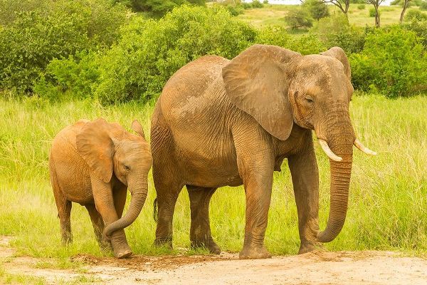Africa-Tanzania-Tarangire National Park African elephant adult and baby
